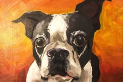 Boston Terrier