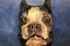 Boston Terrier