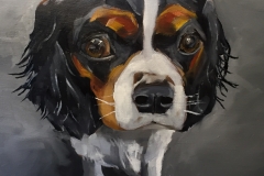 King Charles Spaniel